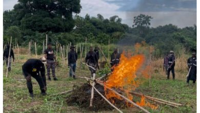 6 arrested as police destroy 10 acres of cannabis farms