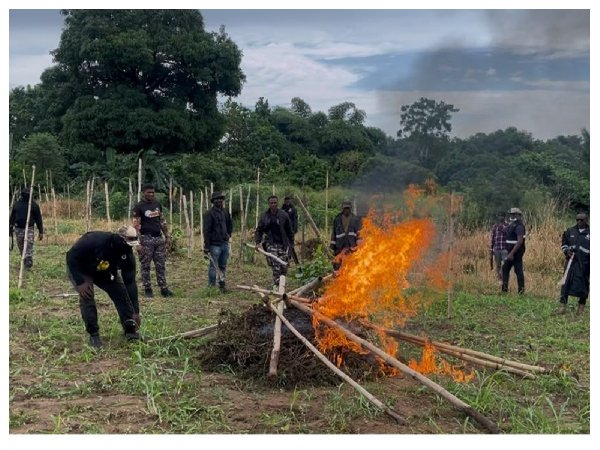 6 arrested as police destroy 10 acres of cannabis farms