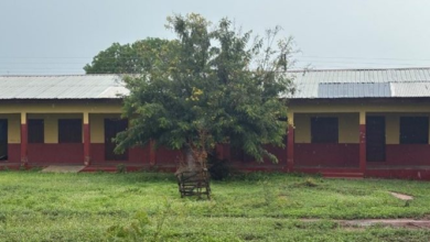 Bats take over school building as teacher shortage hits Afram Plains