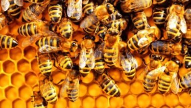 Tatale-Sanguli District Roads Engineer reported dead after bee attack