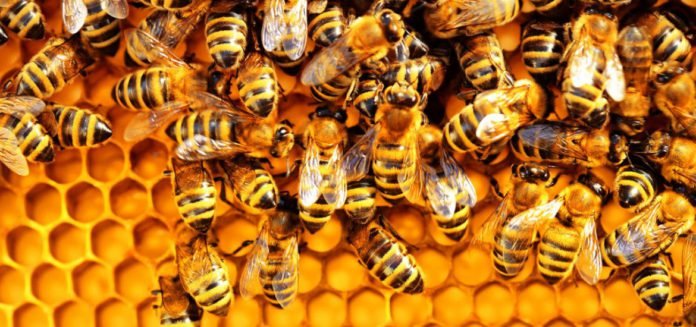 Tatale-Sanguli District Roads Engineer reported dead after bee attack