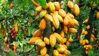 Gov’t maintains cocoa producer price for 2025/2026 light crop season