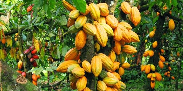 Gov’t maintains cocoa producer price for 2025/2026 light crop season