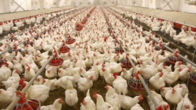 Gov’t distributes 1.7 million poultry birds under Nkoko Nkitinkiti programme