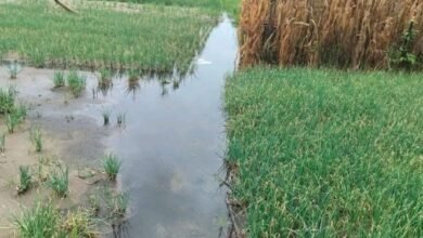 Volta Region: Floodwaters submerge acres of farmland in Anloga