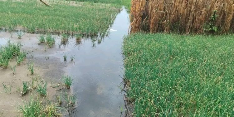 Volta Region: Floodwaters submerge acres of farmland in Anloga