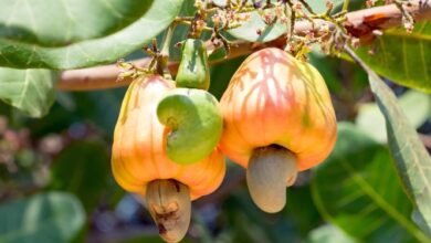 Ghana must prioritise local cashew processing to unlock jobs -ACPG