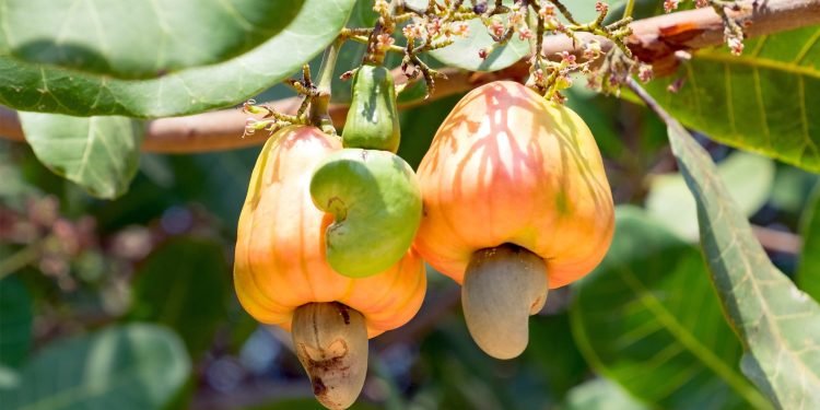 Ghana must prioritise local cashew processing to unlock jobs -ACPG
