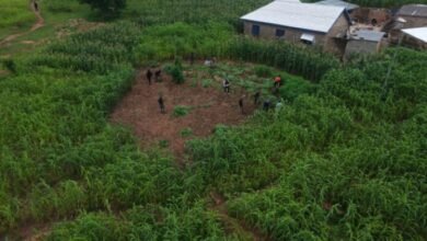 14 arrested for cultivating and distributing ‘wee’ at Daliga